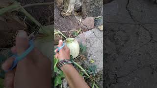 kirni palam in ♥️♥️Tamil shorts videos my first gardening fruit ❣️❣️❣️💖😍 [upl. by Golliner533]