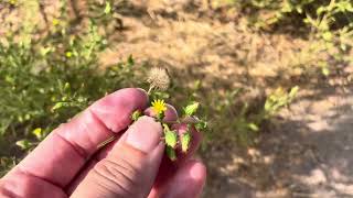 Stinkwort Dittrichia graveolens invasive plant common in San Diego county [upl. by Etat]