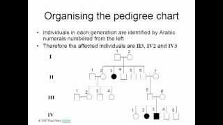 PEDIGREE SYMBOLS [upl. by Niatirb]