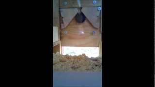 Raccoon Proof Automatic Chicken Coop Door [upl. by Fennie]