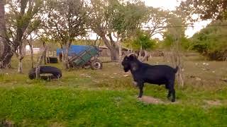 Chavarría pueblo Pequeño del interior de Corrientes [upl. by Siocnarf]