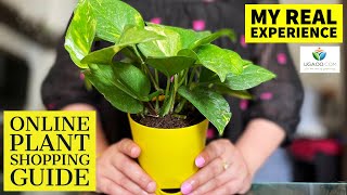 HOW TO BUY PLANTS ONLINE  MY ONLINE PLANT SHOPPING EXPERIENCE  SELF WATERING POTS [upl. by Lenno]