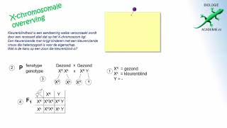 Genetica  Xchromosomale kruising [upl. by Evangelia43]