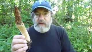 Paul Stamets in FPs cultivated morel patch June 2 2011 [upl. by Einahteb528]