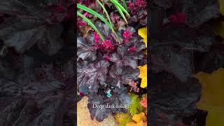 Heuchera for 2025 gardening [upl. by Langham]