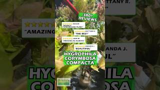 Take It From Our Customers…WE KNOW AQUARIUM PLANTS Hygrophila Corymbosa Compacta [upl. by Douglas]