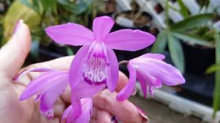 Bletilla Striata in bloom [upl. by Nnylyoj975]