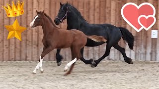 Made for each other❤️ Queen👑Uniek amp Rising Star⭐ together in the inside arena  Friesian Horses [upl. by Yznel]