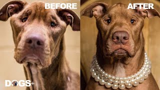 Watch this Starving Abandoned Pittie Transform into an Amazing Dog  DOGS [upl. by Eirahcaz492]