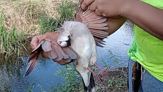 casería de palomas con resorteras y bolichas [upl. by Omocaig]