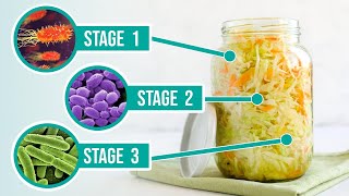 The Process of Fermentation  The 3 Crucial Stages of Fermenting Vegetables [upl. by Nyladnarb]