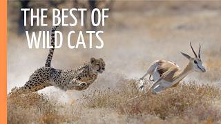 The Best of Wild Cats Cheethas Jaguars and Pumas  Full Episode [upl. by Ettevol701]