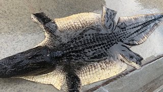 How To Skin And DeBone An Alligator Ready For Tanning [upl. by Nassah609]