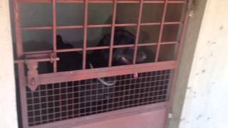 Royal Breeders Bangalore  Dog Kennels [upl. by Dav]