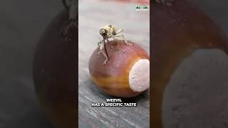 Acorn Weevil  Drill And Lays Egg Inside A Nut [upl. by Avan]