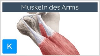 Muskeln des Arms  Ursprünge Ansätze und Innervation  Anatomie des Menschen  Kenhub [upl. by Bernetta]