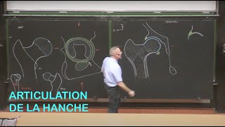 Anatomie de larticulation de la hanche Membre inférieur 1 [upl. by Nyrrek]