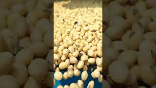 trending shetkari soybean video शेतकरी StarThresher44Mdel Chormalebrothers [upl. by Alleuqahs]