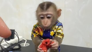 Cutie baby monkey Eating watermelon 🍉 [upl. by Eive]