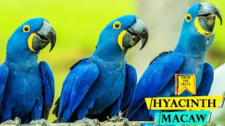 Hyacinth Macaw  Worlds Largest Flying Parrot species [upl. by Lavine]