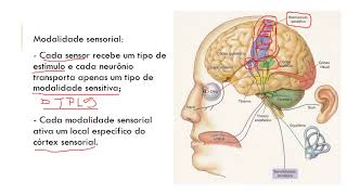 Fisiologia aula 8 caracteristicas das vias aferentes e vias eferentes com audio 3 [upl. by Issej540]