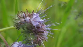 Phacelia tanacetifolia [upl. by Court]