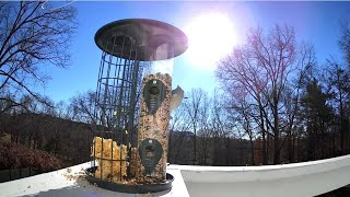 Peaceful Bird Feeder Cam with Winter Sun and Scenic Nature Views [upl. by Llerehc]