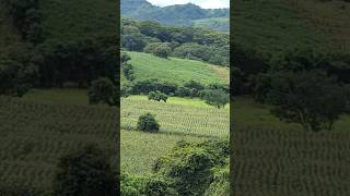 Las milpas en la etelnaturaleza [upl. by Costanza]