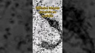 🔴⭕⚪Glóbulos blancos atacando un parásito⚪⭕🔴 biology science microscope animals [upl. by Jordanna566]