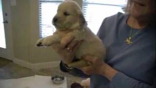 Golden Retriever puppies 4 weeks old [upl. by Ayvid999]