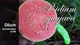 Common guava Psidium guajava  part 2 [upl. by Rimisac]