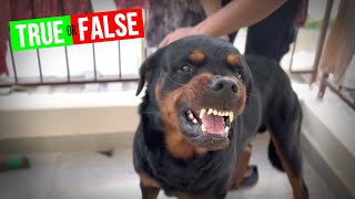 Rottweilers Turn On Their Owners  TRUE or FALSE [upl. by Ahsinrats]