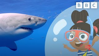 Yakka Dee Teaches Us About Sharks  Shark Week  CBeebies [upl. by Ahsote364]