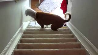 Hund kommt Treppe nicht hoch epic fail [upl. by Enyawad]