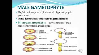 MICROGAMETOGENESIS [upl. by Charmian736]