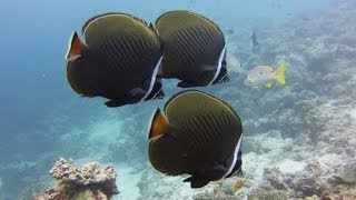 Diving  Maldives Kuredu Lhaviyani amp Noon Atoll January 2014 [upl. by Burner]