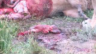 Lions kill pregnant warthog unseen [upl. by Willy182]