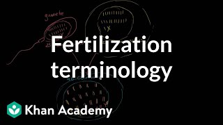 Fertilization terminology gametes zygotes haploid diploid  MCAT  Khan Academy [upl. by Hoeve]