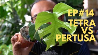 EP14 Tetrasperma vs Pertusa  Malaysia [upl. by Ahsened]