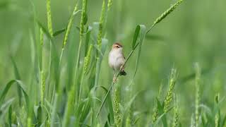 棕扇尾莺 Zitting Cisticola [upl. by Laekim]