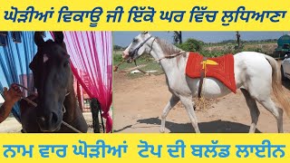 horse for sale beautiful horse sale horse Mandi in jagraon Punjab ਘੋੜੇ ਘੋੜੀਆਂ ਵਿਕਾਊ horses sale [upl. by Anaul]