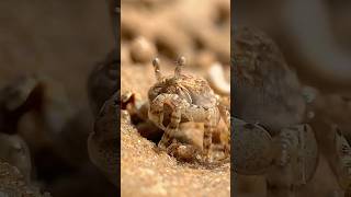 Meet Sand Bubbler Crabs Nature’s Tiny Beach Cleaners [upl. by Elakram]