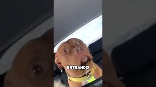 Perro Asustado en Coche shorts [upl. by Anaynek389]