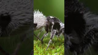 The Panda Ant The Cute But Deadly ‘Cow Killer’ [upl. by Bowyer]