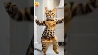 cat dancingcat catlover funny cutecat kucing motorcycle dance catdance petdance shorts [upl. by Popelka681]