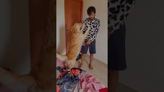 Subscribe for more videos like this goldenritriever doglover puppies [upl. by Maximilien]