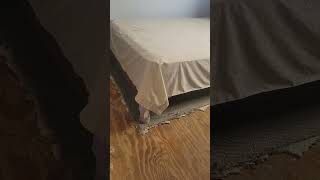 Bedroom Renovation Step 1 Carpet Removal 😊 [upl. by Assyram]