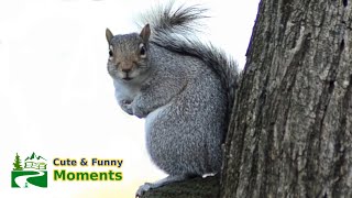 Squirrel barking amp squeaking loud sound as dancing on mushroom [upl. by Drida]