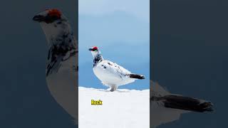 Why the Rock Ptarmigan is a Master of Winter Survival rockptarmigan birdlovers wildlife [upl. by Hceicjow]