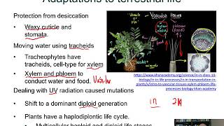 BIOL 1407 Lecture 29 Seedless Plants [upl. by Keifer960]